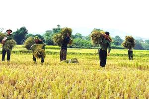 Thanh Hoá: Công an xuống đồng thu hoạch lúa giúp dân