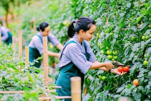 Cơ hội rộng mở cho người lao động đi làm việc từ các thị trường quốc tế