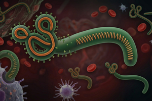Đã có 80 người tử vong nghi liên quan dịch Ebola