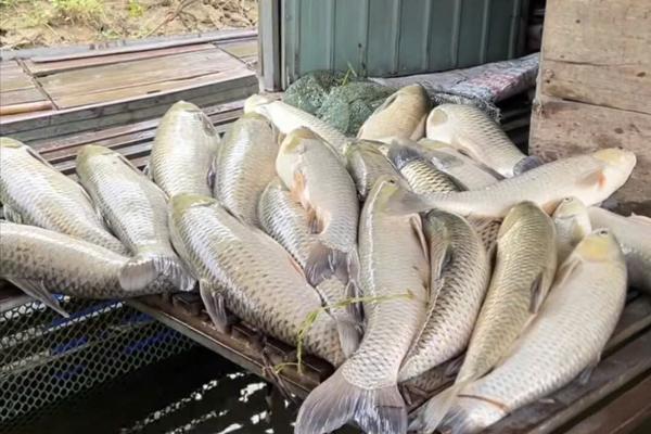 Nghệ An siết phòng ngừa dịch bệnh thủy sản sau vụ cá chết trên sông Lam