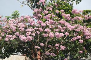 Kèn hồng nở rộ trên nhiều con phố ở TPHCM khiến người đi đường phải "ngẩn ngơ"