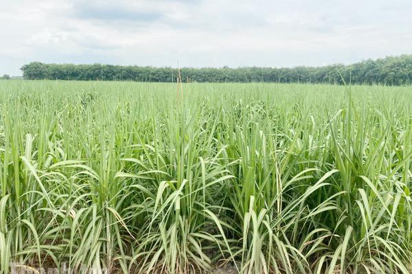 Bài 1: Tây Ninh: Người trồng mía gặp khó, kiến nghị ngăn chặn đường nhập lậu