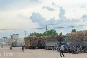 Bài 5: Gia Lai: Vì sao nông dân trồng mía chỉ còn “lấy công làm lãi”?