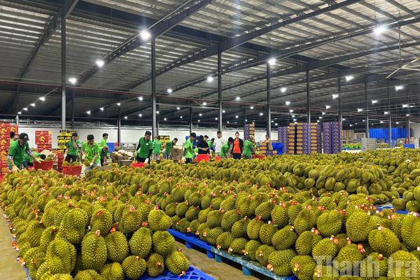 Đắk Lắk chuẩn bị tổ chức Lễ hội Sầu riêng 2026 quy mô lớn, hướng tới tầm quốc tế