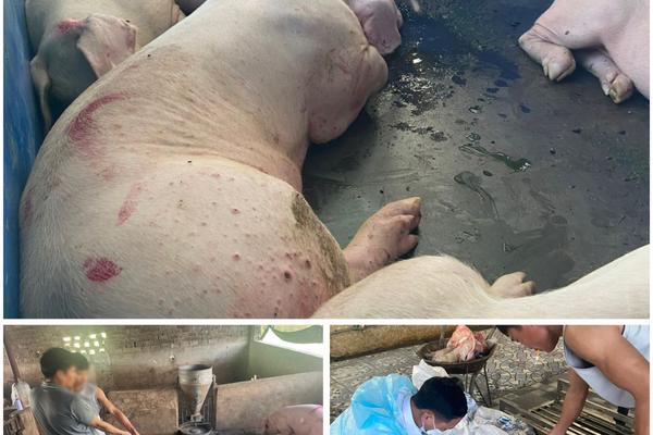 Thanh Hoá: Phát hiện các đối tượng mua bán, tiêu thụ lợn nhiễm dịch tả lợn châu Phi