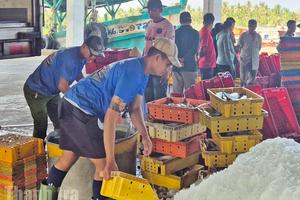 An Giang: Nhiều lĩnh vực kinh tế duy trì đà tăng trưởng tích cực