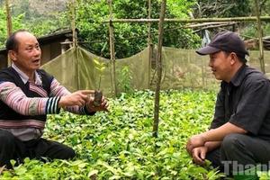 Người đảng viên mở lối làm giàu từ “vàng xanh” Mỏ Vàng