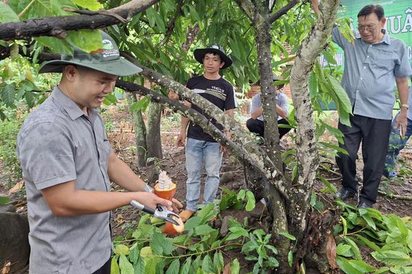 Hướng tới hình thành chuỗi giá trị ca cao bền vững tại phía Đông Đắk Lắk