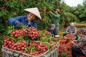Đầu tư hạ tầng vùng nguyên liệu để tăng sức cạnh tranh nông sản