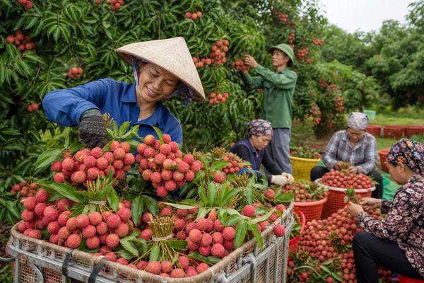 Đầu tư hạ tầng vùng nguyên liệu để tăng sức cạnh tranh nông sản