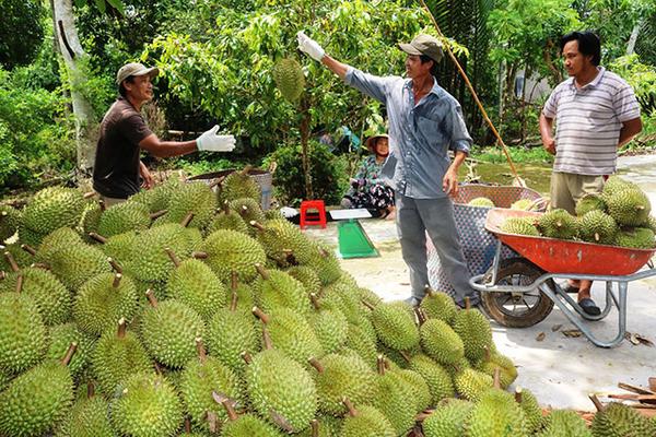 Sầu riêng sắp vào vụ, hỗ trợ địa phương chuẩn bị tốt cao điểm thu hoạch
