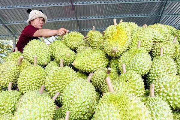37 cơ sở kiểm nghiệm Cadimi và Vàng O đạt chuẩn xuất khẩu sang Trung Quốc