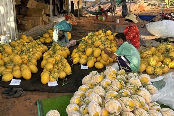 Xuất khẩu nông, lâm, thủy sản đạt 35,88 tỷ USD trong 6 tháng đầu năm