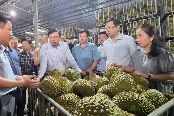 Tháo gỡ điểm nghẽn để sầu riêng, "trái cây vua" giữ vững vị thế ngành hàng tỷ USD