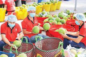 Kiến tạo động lực tăng trưởng mới cho nông nghiệp “cất cánh”