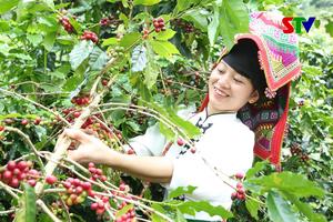 Thu 4,8 tỷ USD từ xuất khẩu cà phê trong 6 tháng đầu năm