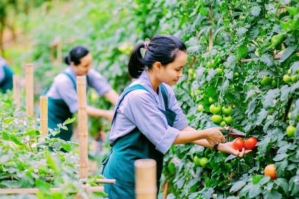 Trọng tâm mở rộng thị trường xuất khẩu lao động thu nhập cao