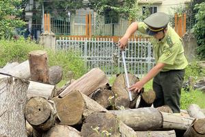 Cao Bằng thu nộp ngân sách hơn 1,1 tỷ đồng trong lĩnh vực lâm nghiệp và môi trường