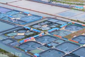 Cà Mau: Nhiều động lực tăng trưởng tiếp tục được củng cố sau 7 tháng năm 2026