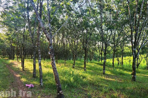 Quảng Trị: Thành lập tổ công tác hỗ trợ xã Vĩnh Thủy và Bến Quan thực hiện kết luận thanh tra