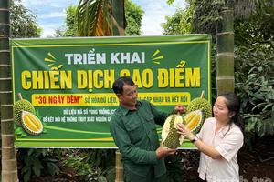 Đắk Lắk: Mở chiến dịch "30 ngày đêm" số hóa mã số vùng trồng sầu riêng