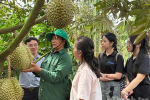 Phó Thủ tướng Hồ Quốc Dũng chủ trì họp về liên quan đến tiêu thụ, xuất khẩu sầu riêng