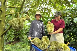 Đắk Lắk thúc đẩy xây dựng hệ sinh thái sầu riêng bền vững, nâng giá trị ngành hàng