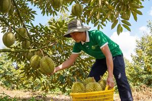 “Chinh phục” hơn 20 quốc gia và vùng lãnh thổ, sầu riêng ước đạt 4 tỷ USD
