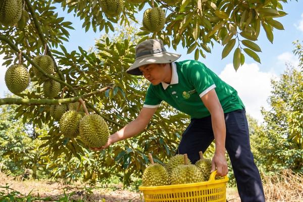 “Chinh phục” hơn 20 quốc gia và vùng lãnh thổ, sầu riêng ước đạt 4 tỷ USD