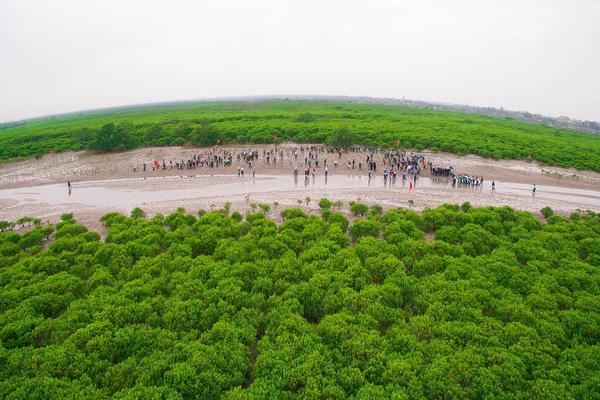 Thị trường Carbon: Từ chính sách đến hành động, khơi thông "dòng chảy" kinh tế xanh