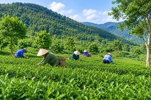 Thanh tra Hà Nội đôn đốc, xử lý dứt điểm kết luận thanh tra về đất nông, lâm trường
