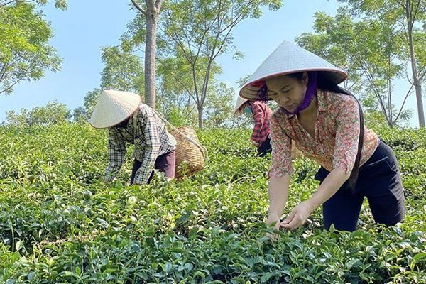 Phú Thọ: Hỗ trợ phát triển sản xuất, tạo sinh kế bền vững cho người nghèo
