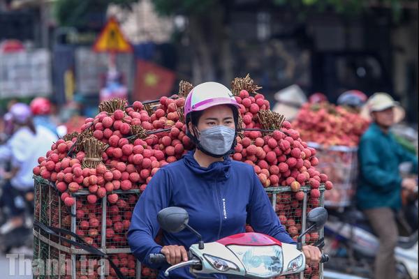Thanh tra tỉnh Bắc Ninh phối hợp thanh tra, kiểm tra việc cấp mã số vùng trồng