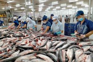 Cá tra duy trì đà tăng trưởng tích cực, cán mốc 1,3 tỷ USD