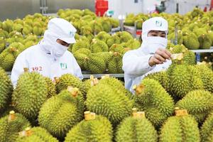 Thêm 567 mã số vùng trồng và cơ sở đóng gói sầu riêng được Trung Quốc phê duyệt