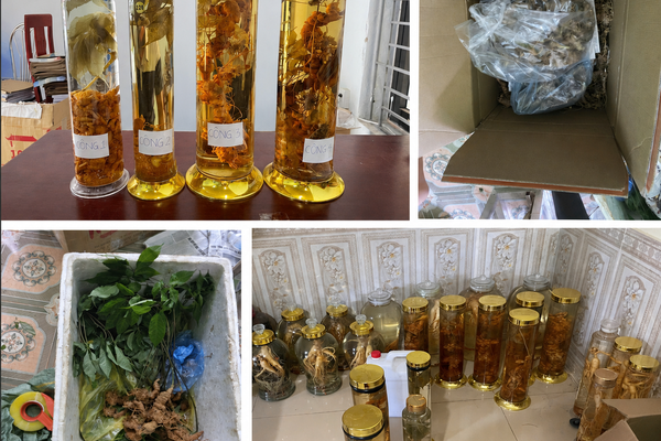 Thanh Hoá: Khởi tố đối tượng lừa bán Sâm Lai Châu thành Sâm Ngọc Linh