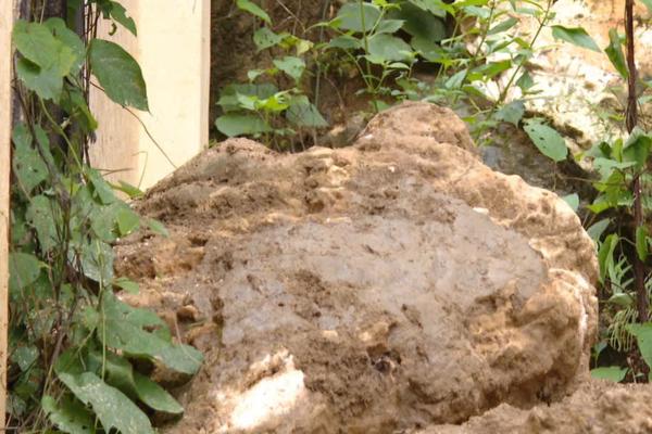 Sạt lở taluy đe dọa khu nhà hiệu bộ trường học ở Thanh Hóa