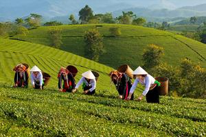 Đề xuất chính sách hỗ trợ phát triển liên kết chuỗi giá trị nông nghiệp hiện đại