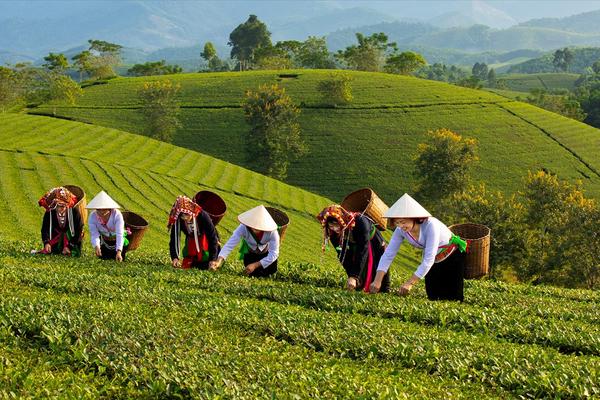 Đề xuất chính sách hỗ trợ phát triển liên kết chuỗi giá trị nông nghiệp hiện đại