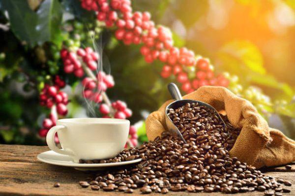 8 tháng, xuất khẩu cà phê thu về hơn 6 tỷ USD
