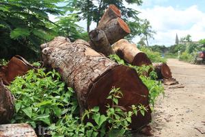 Vụ cưa cây xanh ở Gia Lai: Cần một kết luận dứt điểm