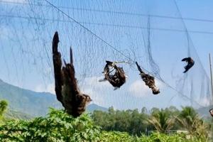 Khánh Hòa giám sát không gian mạng để bảo vệ chim yến