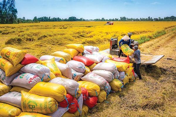 Giá gạo xuất khẩu phục hồi, tạo đà để tăng tốc về đích cuối năm