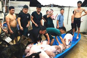 Nghệ An: Giải cứu đàn gia súc, chủ động cho học sinh nghỉ học tránh lũ