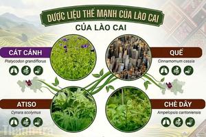 Lào Cai phát huy lợi thế trên vùng sản xuất dược liệu 8.500 ha