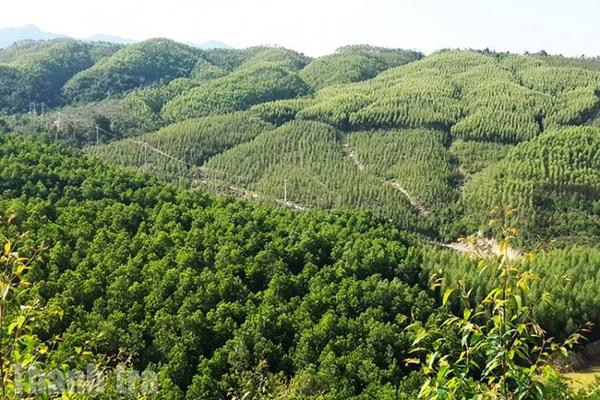 Thanh tra chỉ rõ nhiều hạn chế trong quản lý rừng tại Công ty Cổ phần Thiên Lâm Đạt