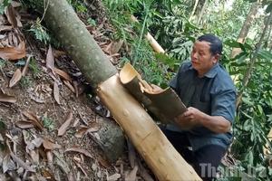 Từ lòng dân Bảo Hà, những mùa xanh nối tiếp