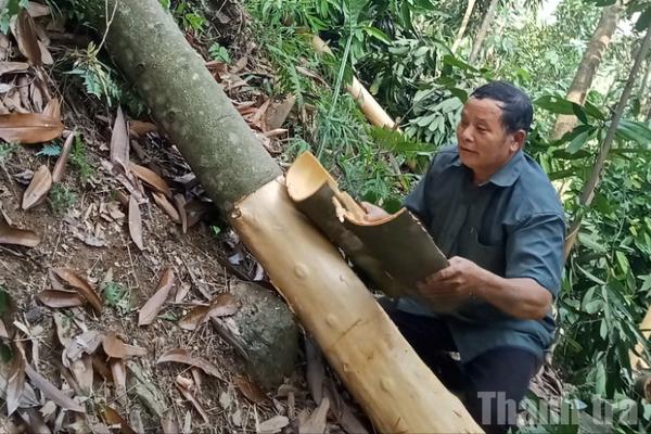 Từ lòng dân Bảo Hà, những mùa xanh nối tiếp