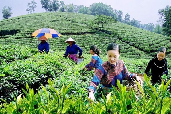 Chương trình mục tiêu quốc gia: Phát huy nguồn lực, tạo sinh kế bền vững