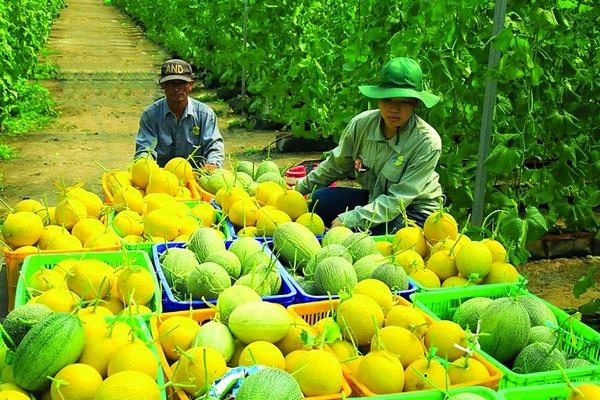 Xuất khẩu nông sản: Để giữ nhịp tăng, không chỉ dựa vào sản lượng